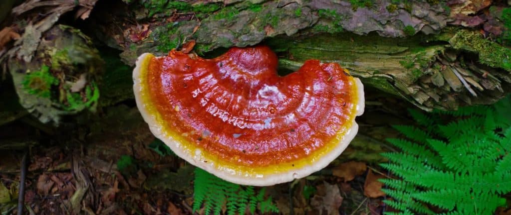 reishi a cosa serve