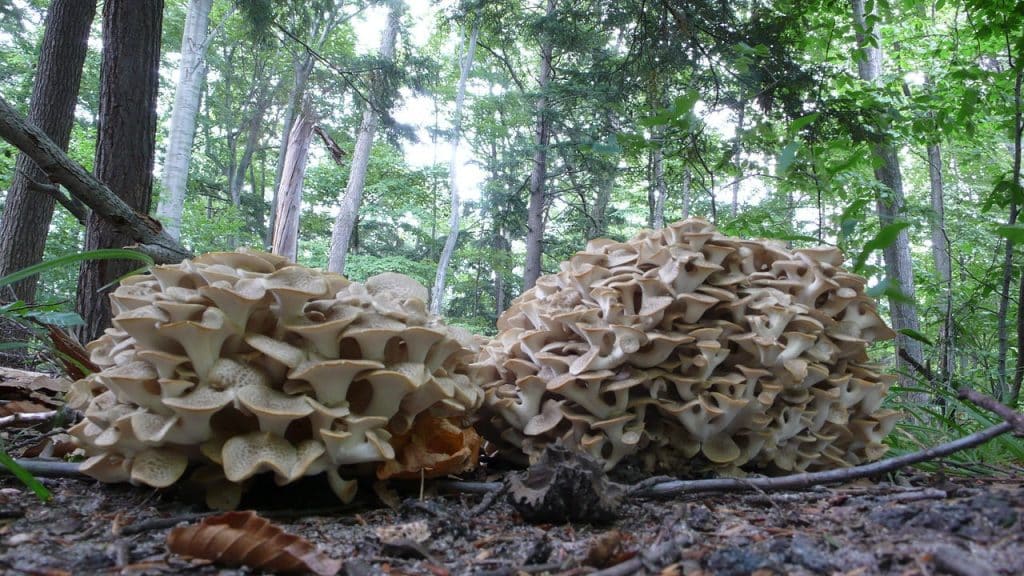 proprietà Polyporus umbellatus